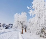 烏蘇市：雪后胡楊，美醉了心，看醉了眼
