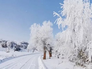 烏蘇市：雪后胡楊，美醉了心，看醉了眼