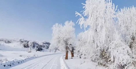 烏蘇市：雪后胡楊，美醉了心，看醉了眼