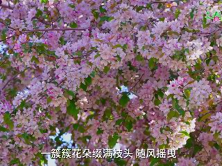 烏蘇街邊海棠花開(kāi)浪漫